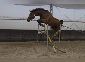 Zangersheider, Gelding, 4 years, 16.1 hh, Bay