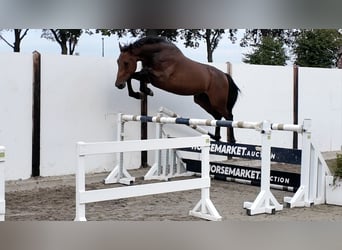 Zangersheider, Gelding, 4 years, 16.1 hh, Bay