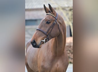 Zangersheider, Gelding, 4 years, 16.1 hh, Bay