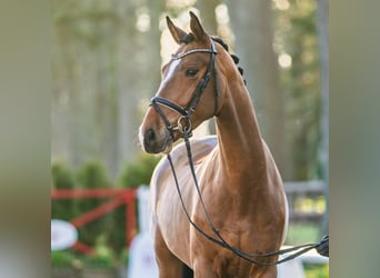 Zangersheider, Gelding, 4 years, 16.1 hh, Brown