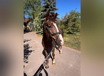 Zangersheider, Gelding, 4 years, 16.1 hh, Chestnut-Red