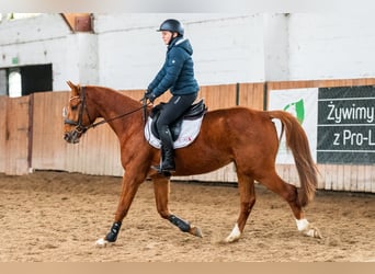 Zangersheider, Gelding, 4 years, 16,1 hh, Chestnut-Red