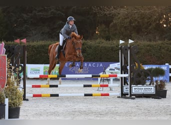 Zangersheider, Gelding, 4 years, 16.1 hh, Chestnut-Red