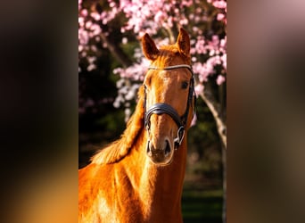 Zangersheider, Gelding, 4 years, 16.1 hh, Chestnut-Red