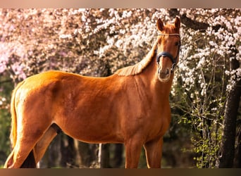 Zangersheider, Gelding, 4 years, 16.1 hh, Chestnut-Red