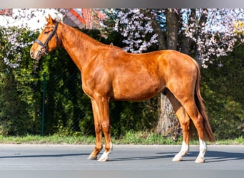 Zangersheider, Gelding, 4 years, 16.1 hh, Chestnut-Red