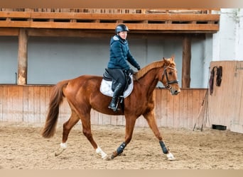 Zangersheider, Gelding, 4 years, 16.1 hh, Chestnut-Red