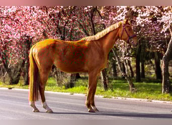 Zangersheider, Gelding, 4 years, 16.1 hh, Chestnut-Red
