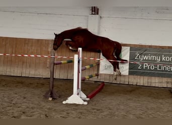 Zangersheider, Gelding, 4 years, 16.1 hh, Chestnut-Red