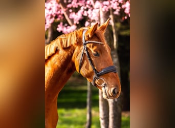 Zangersheider, Gelding, 4 years, 16.1 hh, Chestnut-Red