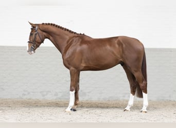 Zangersheider, Gelding, 4 years, 16,1 hh, Chestnut-Red