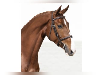 Zangersheider, Gelding, 4 years, 16,1 hh, Chestnut-Red