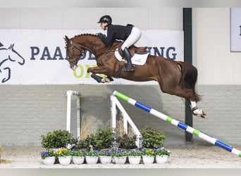 Zangersheider, Gelding, 4 years, 16,1 hh, Chestnut-Red