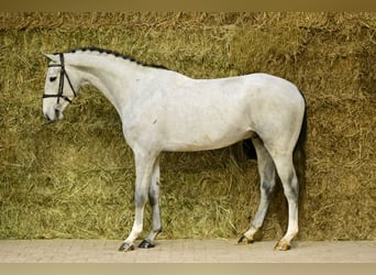 Zangersheider, Gelding, 4 years, 16.1 hh, Grey