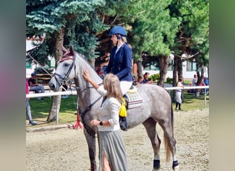 Zangersheider, Gelding, 4 years, 16.1 hh, Grey