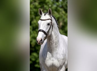 Zangersheider, Gelding, 4 years, 16.1 hh, Grey
