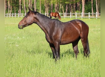 Zangersheider, Gelding, 4 years, 16.2 hh, Bay-Dark
