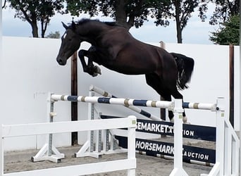 Zangersheider, Gelding, 4 years, 16.2 hh, Black
