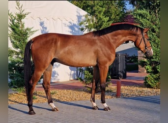 Zangersheider, Gelding, 4 years, 16,2 hh, Brown