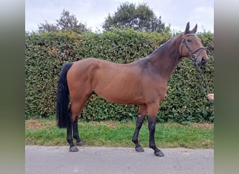 Zangersheider, Gelding, 4 years, 16,2 hh, Brown