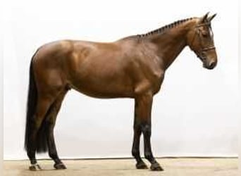 Zangersheider, Gelding, 4 years, 16,2 hh, Brown