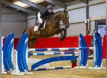 Zangersheider, Gelding, 4 years, 16,2 hh, Brown