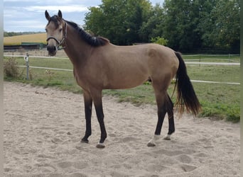 Zangersheider, Gelding, 4 years, 16.2 hh, Buckskin