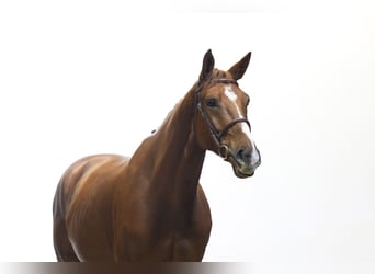 Zangersheider, Gelding, 4 years, 16.2 hh, Chestnut-Red