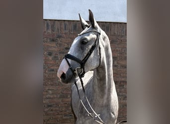 Zangersheider, Gelding, 4 years, 16.2 hh, Grey-Dapple