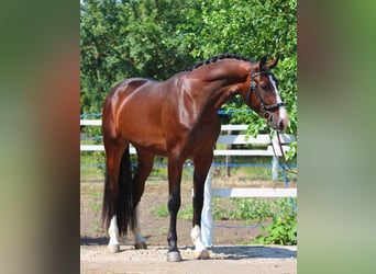 Zangersheider, Gelding, 4 years, 16.3 hh, Brown