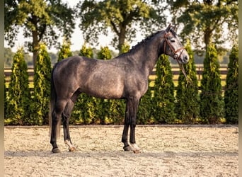 Zangersheider, Gelding, 4 years, 16.3 hh, Grey-Dapple