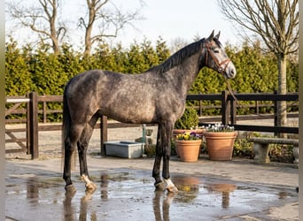 Zangersheider, Gelding, 4 years, 16.3 hh, Grey