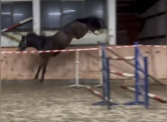 Zangersheider, Gelding, 4 years, 16 hh, Bay-Dark