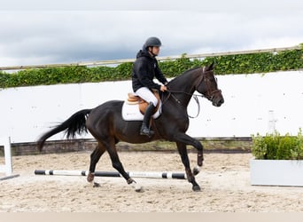 Zangersheider, Gelding, 4 years, 16 hh, Bay-Dark
