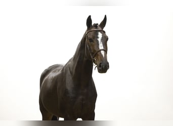 Zangersheider, Gelding, 4 years, 16 hh, Bay-Dark