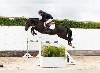 Zangersheider, Gelding, 4 years, 16 hh, Bay-Dark