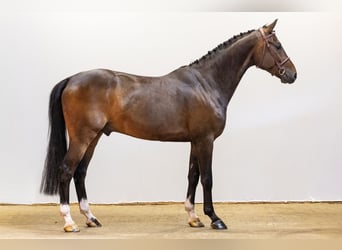 Zangersheider, Gelding, 4 years, 16 hh, Bay