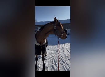 Zangersheider, Gelding, 4 years, 16 hh, Brown