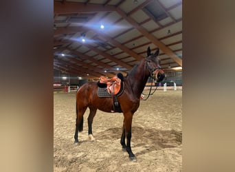 Zangersheider, Gelding, 4 years, 16 hh, Brown