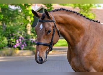 Zangersheider, Gelding, 4 years, 16 hh, Brown