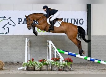 Zangersheider, Gelding, 4 years, 16 hh, Brown