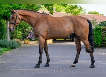 Zangersheider, Gelding, 4 years, 16 hh, Brown