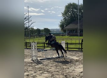 Zangersheider, Gelding, 4 years, 16 hh, Brown