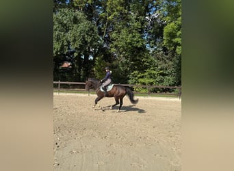 Zangersheider, Gelding, 4 years, 16 hh, Brown