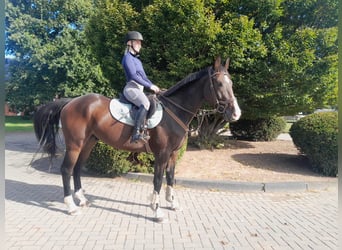 Zangersheider, Gelding, 4 years, 16 hh, Brown