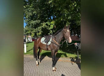 Zangersheider, Gelding, 4 years, 16 hh, Brown