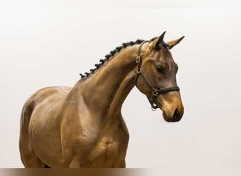 Zangersheider, Gelding, 4 years, 16 hh, Brown