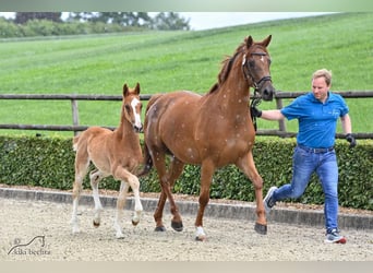 Zangersheider, Gelding, 4 years, 16 hh, Chestnut-Red