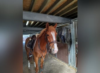 Zangersheider, Gelding, 4 years, 16 hh, Chestnut-Red
