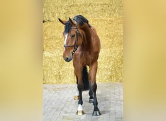 Zangersheider, Gelding, 4 years, 16,1 hh, Bay